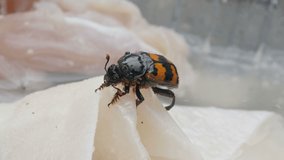 Mites on burying beetle. Video footage of a beetle gathering food from white surface with parasites on it.