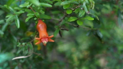 Pomegranate flowers and green leaves in nature. Bright pomegranate orange flowers in tree.