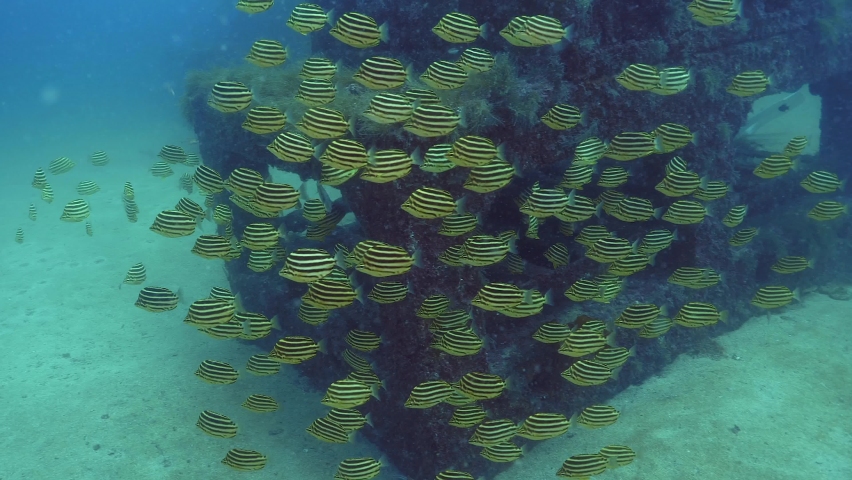 Stripey swims around artificial reefs in the sea.