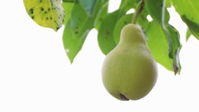 Delicious pear hanging in green foliage. It's time to harvest the fruits. Healthy food concept, vegetarian diet of raw food. Non-GMO organic food. Background, backdrop, splash. UHD 4K.