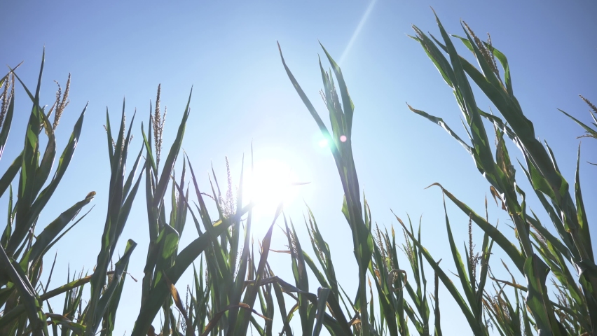 Agriculture. Green leaves of corn in blue sky. Corn Field Blue Sky Background Agriculture Field Green corn plants are shaken by the wind. Harvest of corn. agricultural business.