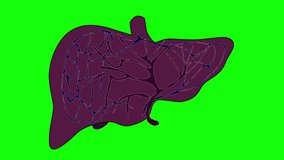 Human liver, green screen seamless loop animation. 2D element.