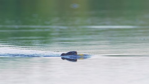 The muskrat (Ondatra zibethicus) in natural habitat swimming in the river 