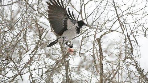 Hooded crow sits on a branch in a winter forest and eats lard hung by a man on a branch for feeding birds in winter. Corvus cornix.