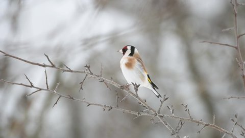 European goldfinch Carduelis carduelis. A bird sits on a branch in a winter snow-covered forest. Close up.