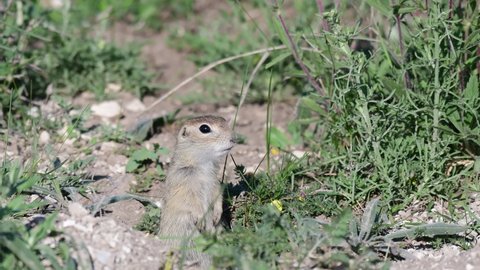 Ground squirrel. A gopher next to a hole Spermophilus pygmaeus. Close up.