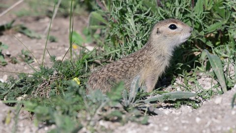 Ground squirrel. A gopher stands next to a hole Spermophilus pygmaeus. Close up.