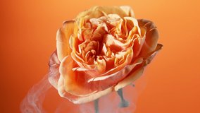 Super slow motion of exploding head of orange rose, frozen by liquid nitrogen. Beautiful flower abstract shot. Filmed on high speed cinema camera, 1000fps.