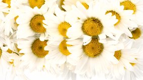 Bouquet of daisies on mirror. Side view. 4K UHD video footage 3840X2160
