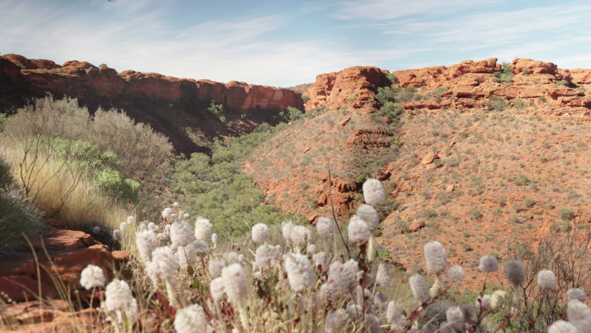 an afternoon shot of wildflowers with kings canyon in watarrka national park of the northern territory, australia
