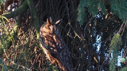 Long-eared owl perched on a tree on a sunny day in Veluwe, Netherlands