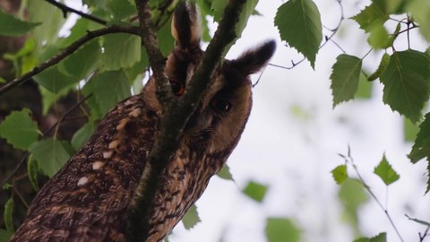Long-eared owl peeking from behind a tree branch in Veluwe, Netherlands