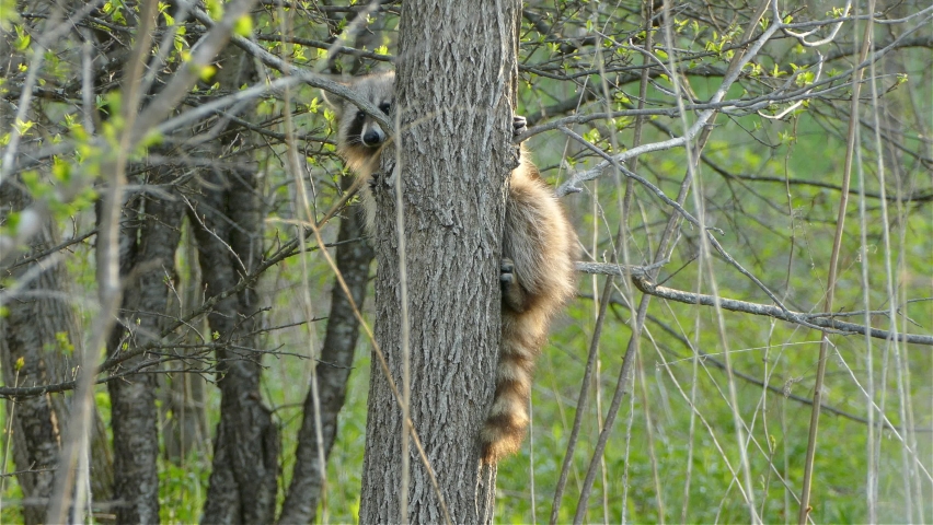 Racoon holding onto a tree while looking toward the camera.