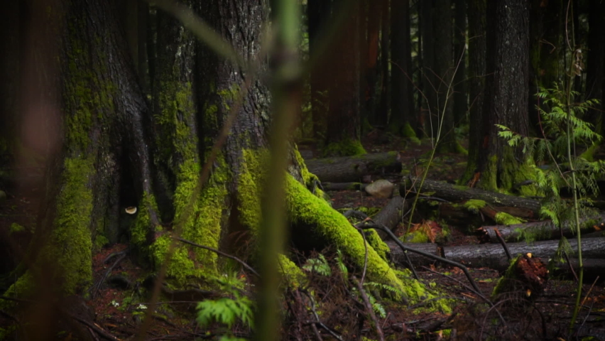 Medium slider shot of moss at roots of tree bark in dark forest slow motion Royalty-Free Stock Footage #1078921865