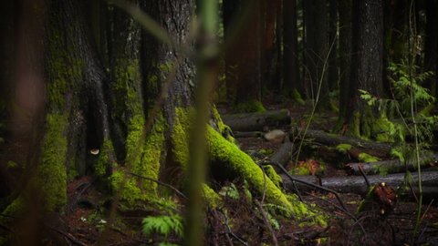 Medium slider shot of moss at roots of tree bark in dark forest slow motion