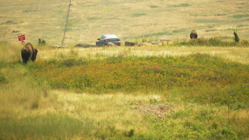 Two Bisons are grazing on the prairie grasses of the National Bison Range in Montana. A car stopped to watch Bisons in National Bison Range.