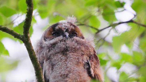 Long-eared owlet perched on a tree branch in Veluwe, Netherlands, low angle