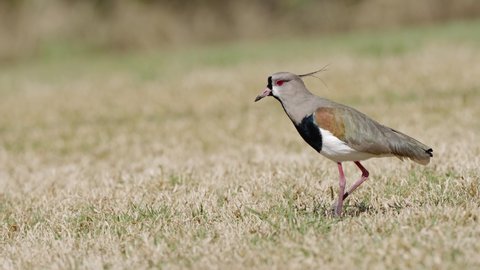 A bold southern lapwing, vanellus chilensis, the sight hunter foraging on the ground in open grassland, feeding on earthworm on a sunny day, Argentina, South America.