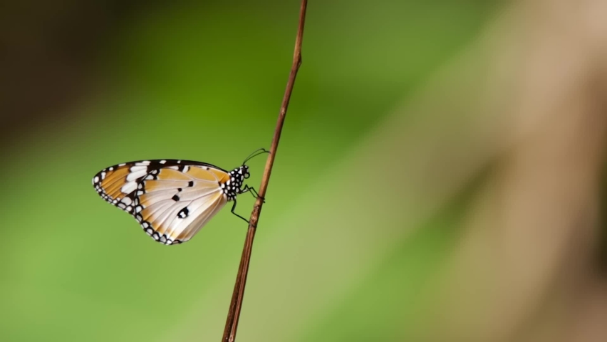 closeup clip of a butterfly in nature