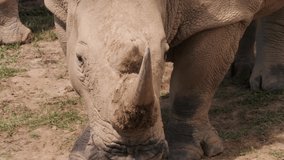 4K Video of a Baby Rhinoceros 