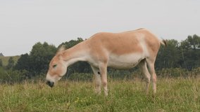 4K video of an Onager