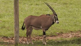 4K Video of a Common Eland