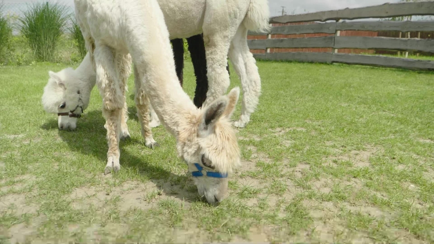White alpaca eating grass in slow motion. 