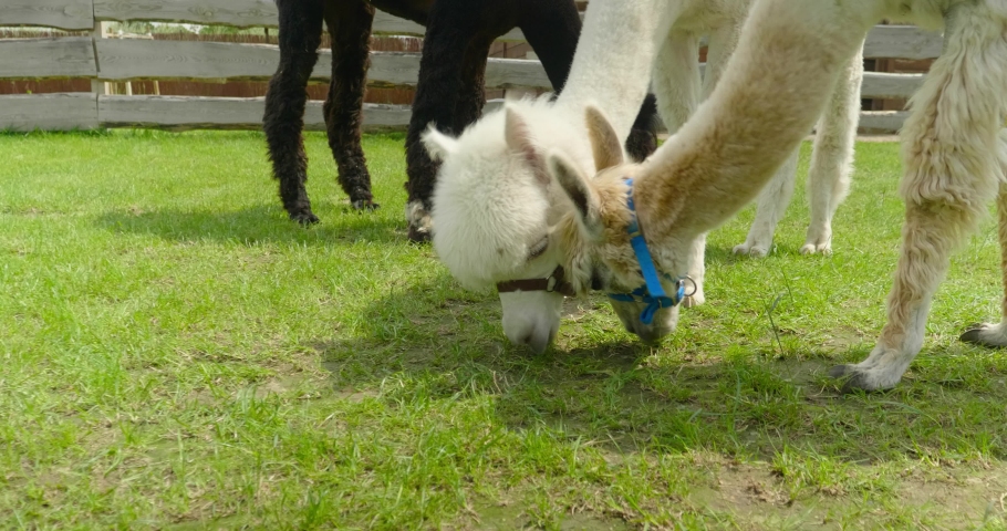 Alpacas eating grass from the floor together with some more in the background standing in front of a fence