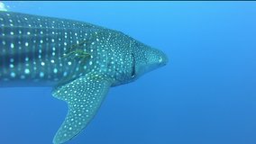 Slow motion shot diving Big whale shark (Rhincodon typus) feeding on plancton behind boat at night and swims in blue water in Maldives, Bohol Sea, Philippines, Southeast Asia. Underwater video.