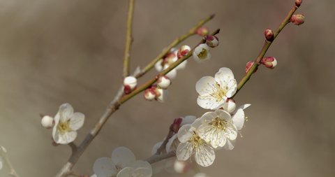 Tilt-UP video of White plum blossoms.This flower is called "UME" or “UME blossom" in Japanese.
