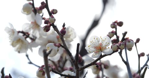 Video of White Plum Blossom fixed photography.
This flower is called "UME" or “UME blossom" in Japanese.