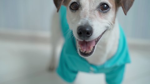 Dog smiling in blue polo t-shirt. Shallow Depth of Field close up portrait. Pet Jack Russell terrier happy looking. Indoor soft daylight video footage. Curious attentive happy dog eyes. Waiting asking