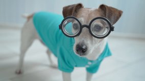 Smart small dog in blue polo shirt and nerd glasses looking at camera. Adorable serious dog close up face. Indoor daylight. Shallow Depth of Field animal video footage. carefully watching wags tail.  