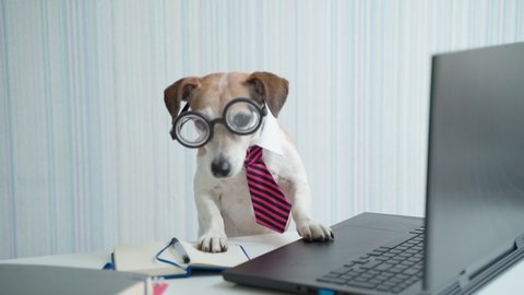 Office worker dog in striped tie and nerd glasses. Funny small dog Jack Russell terrier using laptop at desk. Animal theme video footage. Remote online video call conference. Adorable pet looking  
