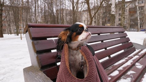 Cute puppy dog sit in carrying bag and shiver, turn head and look around, winter outdoors. Little King Charles Spaniel quake with fear or have jitters from cold weather