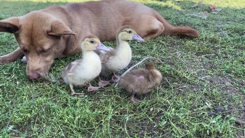 shepherd dog watches over little ducklings so that they don't run away from farm. Rural area, Veterinary Medicine, Veterinarian, Farm products. Agricultural industry. husbandry. Animal Friendship