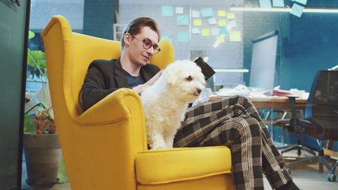 Handsome Young Business Man Scrolling Through His Device and Petting an Adorable Fluffy White Dog While Sitting in a Bright Yellow Chair in a Modern and Industrial Looking Office Space Meeting Room.