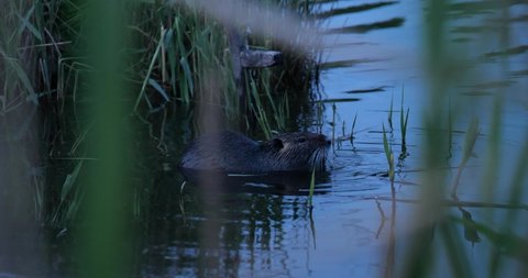 Semiaquatic rodent Muskrat, Ondatra, swimming in favorite habitat on surface of swampy pond muskrat eats green reeds