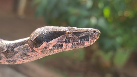 The boa constrictor (Boa constrictor), also called the red-tailed boa or the common boa, is a species of large, non-venomous, heavy-bodied snake that is frequently kept and bred in captivity