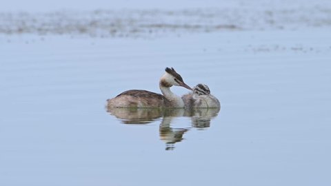 Birds, Great crested grebe (Podiceps cristatus) and its little one, juvenile, float freely in a lake.