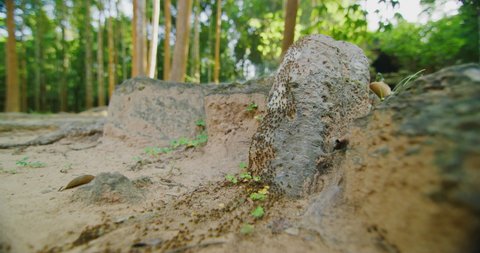 Wide angle close up of a ant colony at the Ruins of Ta Som Temple with morning light. Red Helium camera-8k resolution-vintage Zeiss lenses in Siem Reap, Cambodia.