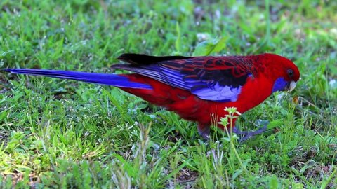 Red and blue rosella bird feeding in a Sydney national Park NSW Australia