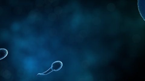 Sperm swimming to ovum cell with 3d rendering in laboratory science concept.