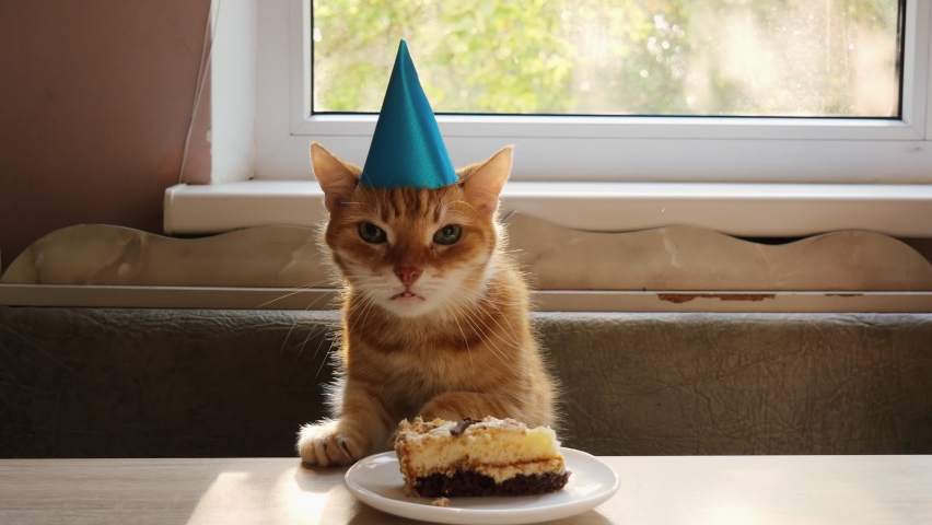Cute home ginger cat eating birthday cake. Birthday cat. Cap on the head. Anniversary or holiday cat. 4K Royalty-Free Stock Footage #1078953119
