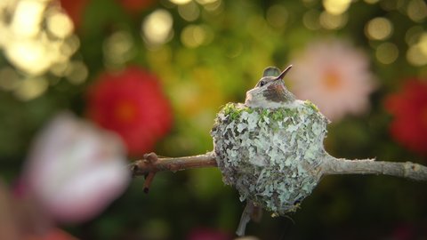 Female hummingbird being cautious when male circling around her, getting back to regular activity right after.