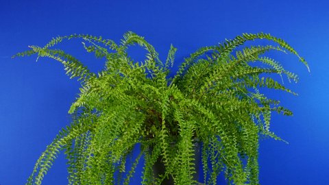 Fern In Breeze On Blue Screen For Compositing
