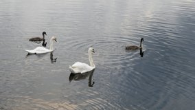 Family of white swans swimming in the bay 4k video