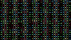 Loopable: DNA genetic matching and analysis abstract background with color-coded DNA components A, T, G, C. Genomic data processing concept.