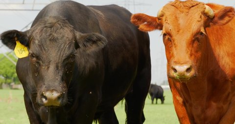 Angry and sad looking cows black with one red haired ginger looking directly into camera with ear tag 104 and flies flying all over on grass fed farm. In Cinema 4K (4096x2160) 30fps slowed from 60fps.