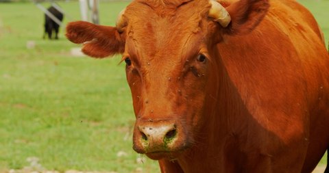 Sad looking red haired ginger cow looking right into camera whilst flies keep flying around face and eyes on grass fed beef farm. In Cinema 4K (4096x2160) 30fps slowed from 60fps.